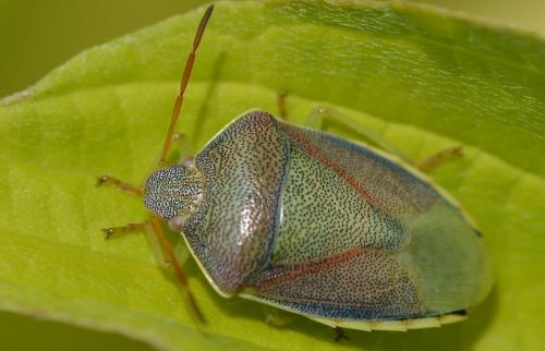 Réf. 265 416 : Piezodorus lituratus